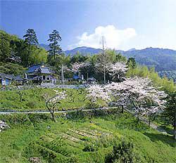 緑に覆われた斜面に桜の花が満開に咲いており、山の中腹に坂本修学院が写っている写真