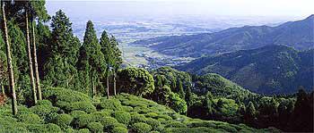 奥には山があり、手前には茶畑が広がっている景色を上から写した写真