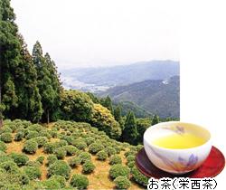 山の上から見下ろした茶畑と遠くには山脈が見える写真と湯飲みにお茶が入っている写真