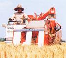 黄金色の稲に育った田んぼで、コンバインに乗った男性が稲刈りをしている写真