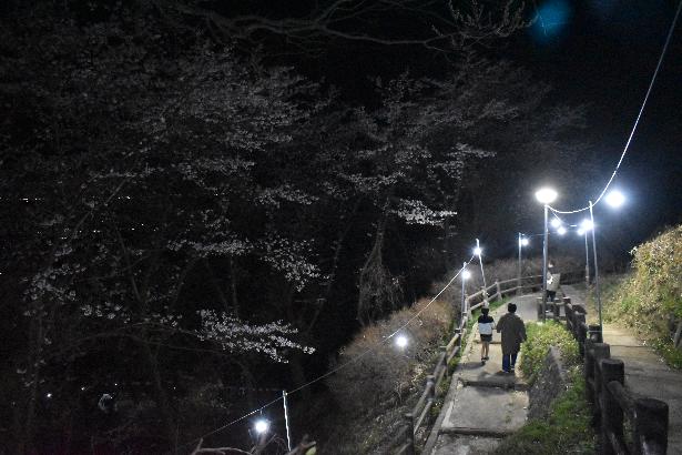 ライトアップされた千本桜
